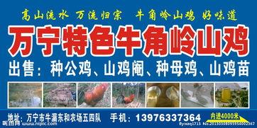 山鸡 广告背景音乐,唤醒青春回忆