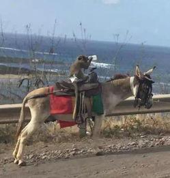 悟空吃面搞笑,一场笑料百出的美食奇遇